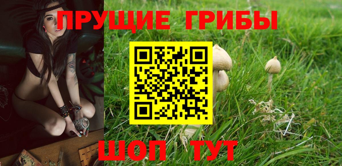 Ачхой-Мартан  Псилоцибиновые грибы GOLDEN TEACHER  Вход с VPN 